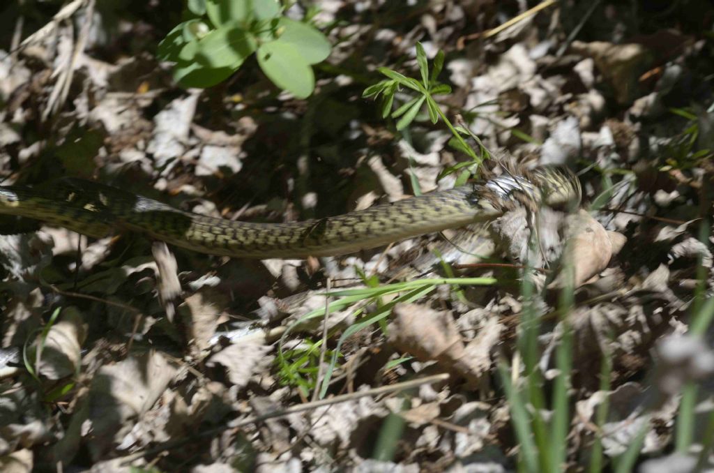 Ramarri  maschio e femmina, con attacco da Biacco